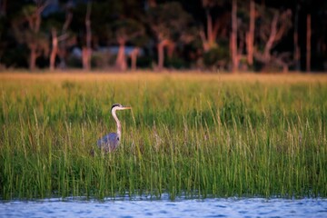 Obraz premium A great blue heron in a marsh near Charleston, SC.