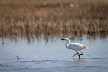 A white egret fishes along the coast near Charleston, SC.