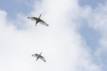A pair of white ibis fly near Charleston, SC.