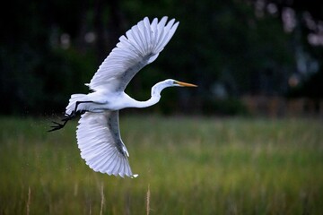 Naklejka premium A great egret takes flight in a marsh near Charleston, SC.