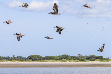 Pelicans fly along the coast near Charleston, SC.