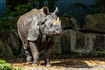 Fototapeta na wymiar The Indian Rhinoceros, Rhinoceros unicornis aka Greater One-horned Rhinoceros