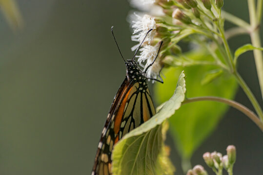 Monarch butterfly feeding on a white flower at a mexican national park