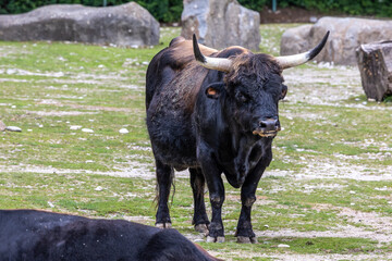 Heck cattle, Bos primigenius taurus or aurochs in a German park