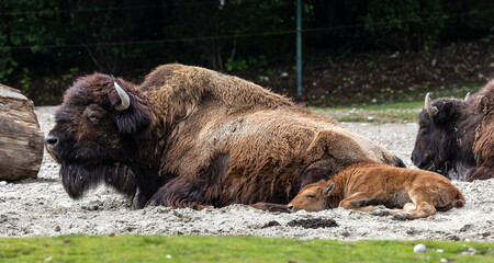 Family of American buffalo known as bison, Bos bison in a german park