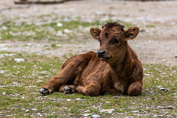 Young baby Heck cattle, Bos primigenius taurus or aurochs in a German park