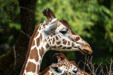 The giraffe, Giraffa camelopardalis is an African mammal