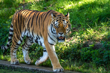 The Siberian tiger,Panthera tigris altaica in a park