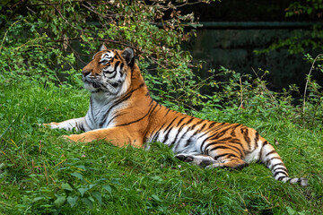 The Siberian tiger,Panthera tigris altaica in a park