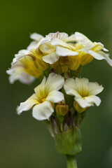 Naklejka na ściany i meble Pale yellow-eyed grass, Sisyrinchium striatum