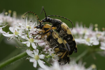 Mating long horned beetles