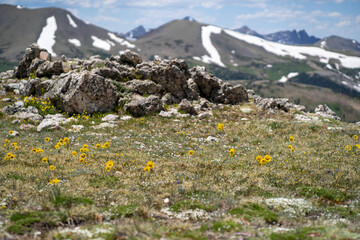 Alpine flower in bloom during the short summer at Rocky Mountain National Park - obrazy, fototapety, plakaty