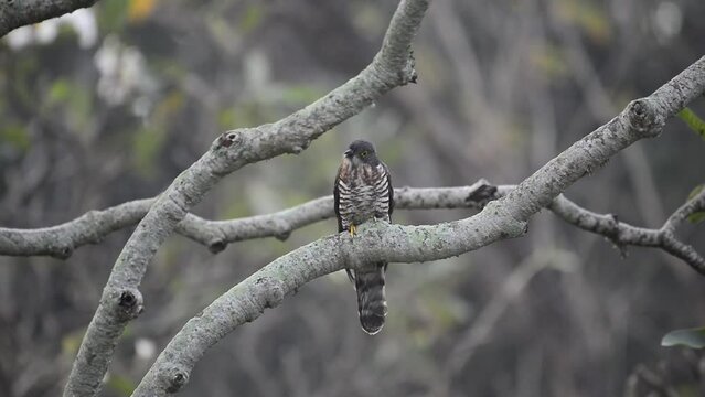 Closeup of a Large hawk-cuckoo on a tree branch in Thailand