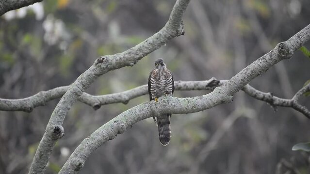 Closeup of a Large hawk-cuckoo on a tree branch in Thailand