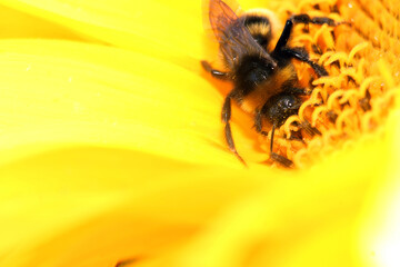 bee on yellow flower
