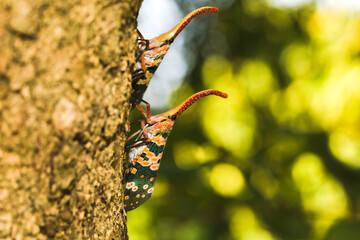 Lantern Fly or Lantern bug. The genera Fulgora and Pyrops) are sometimes referred to as lanternflies or lanthorn flies