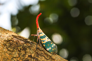 Lantern Fly or Lantern bug. The genera Fulgora and Pyrops) are sometimes referred to as...