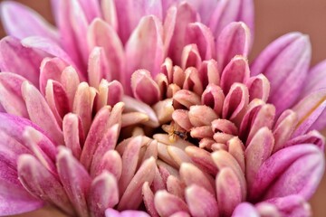 Close Up Of Chrysanthemum
