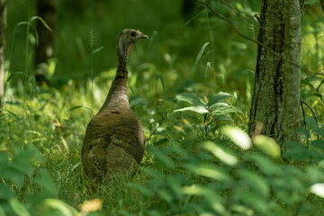 Wild Turkey in the Forest