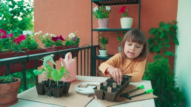 Little girl spring planting seeds. Child arranges the numbers in order to mark the planted seedlings. Home gardening with kids on the balcony. Montessori method. Homeschooling, Botany