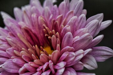 Close Up Of Pink Flower
