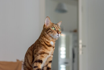 Portrait of a Bengal cat in the background of the room.