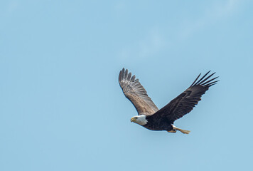 A bald eagle flies high in the sky