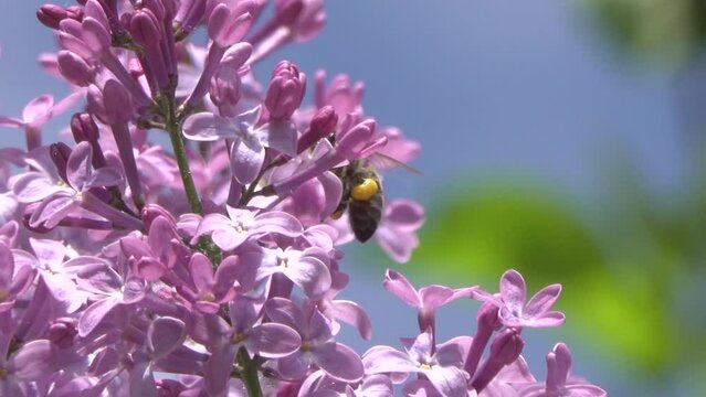 One bee collects nectar on lilac flowers.