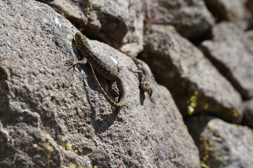 A close up of a peruvian lizard