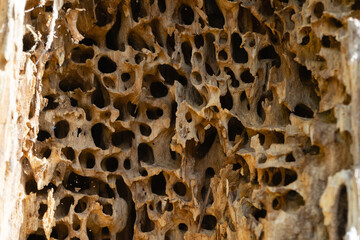 Traces of damage to the tree by the larva of the Cerambyx beetle. holes in a rotten tree trunk.