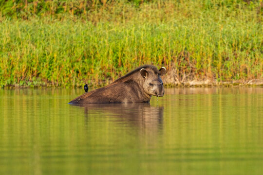 Tapir in El Impenetrable, Chaco