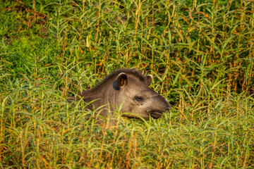 Tapir in El Impenetrable, Chaco