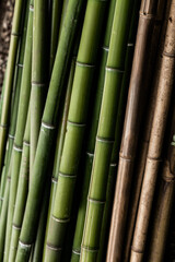 green and brown bamboo stalks, in daylight, vertical close up
