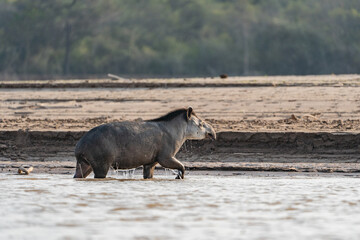 Tapir in El Impenetrable, Chaco