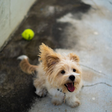 Closeup of a cute furry pomapoo in a yard