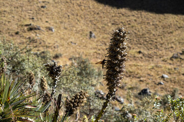 Hiking in the cloud forests and green valleys of the Inca Trail on the way to Machu Picchu in Peru
