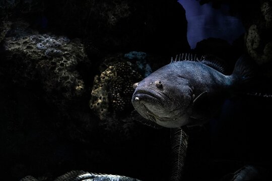 Close-up underwater view of a Giant grouper fish