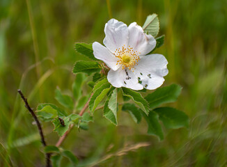 A prairie rose blooms on a spring day in the field