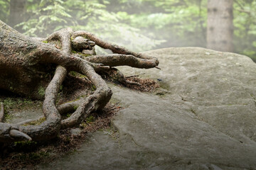 Roots of tree desperately trying to find firm hold on hard rock of sandstone in foggy forest