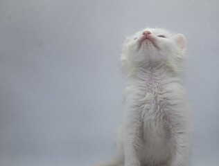 White kitten with blue eyes on isolated white background