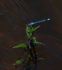 A blue dragonfly sits on a leaf overlooking the water