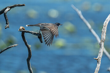 An eastern kingbird flies from a tree across the blue waters of a pond