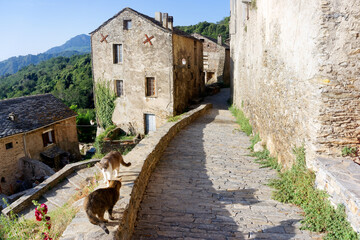 Fototapeta na wymiar Cats in street of old Corsica village. Velone Orneto