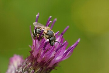 Closeup on a small female furrow bee, Lasioglossum, sitting on  purple thistle flower