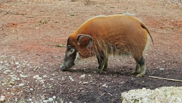 Red river hog, Potamochoerus porcus, also known as the bush pig. This pig has an acute sense of smell to locate food underground.