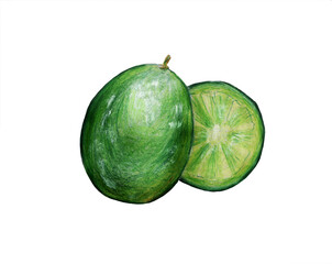 Two green juicy limes, pencil drawing.