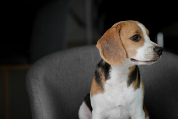 Lovely beagle puppy. Cute beagle puppy lying on the chair.