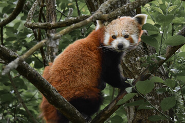 red panda in Scottish highland wildlife park