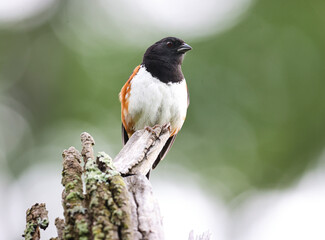 Eastern Towhee