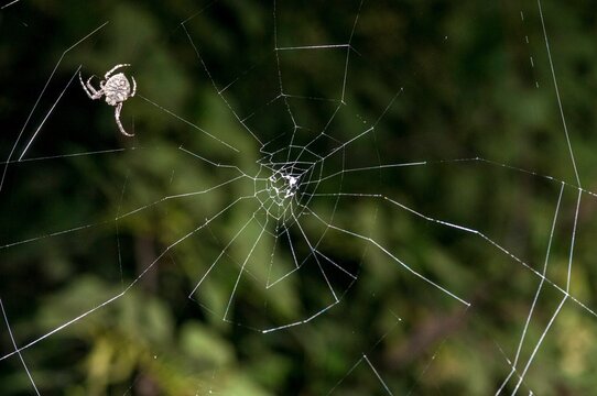 Closeup shot of parawixia audax spider building web in the garden